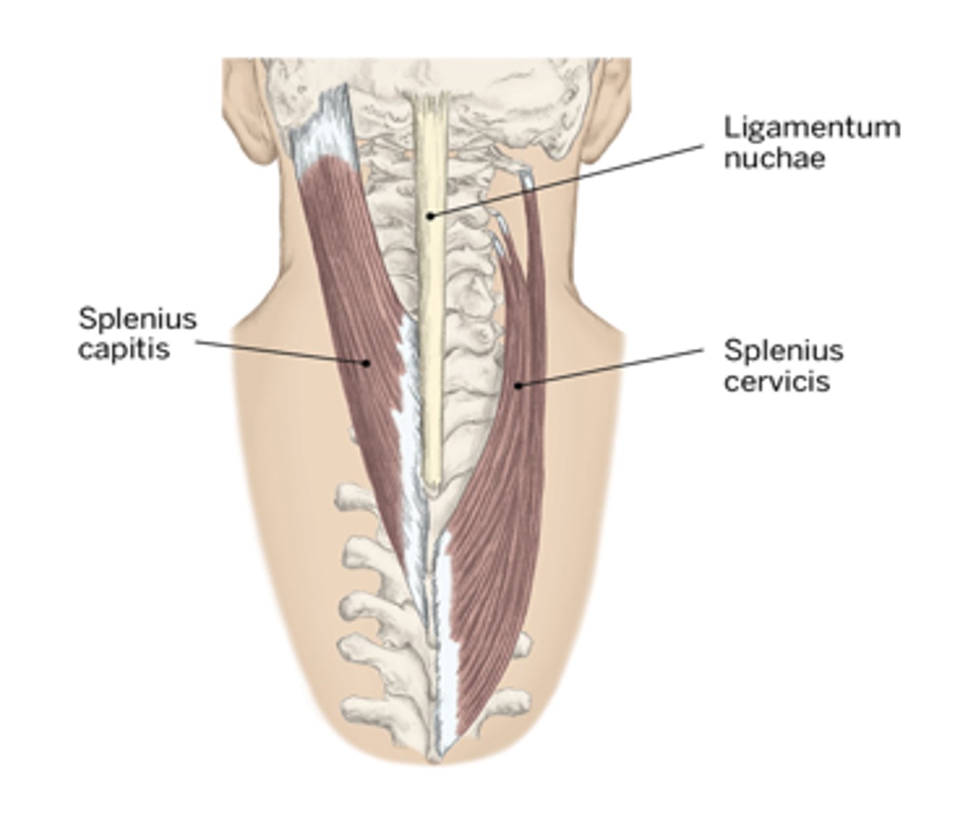 <p>C1-3 transverse processes</p>