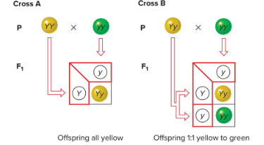 <p>Fill in the blank…</p><p>To reveal whether an individual with a dominant phenotype is heterozygous or homozygous, you can ( ) that individual to a homozygous ( ) individual and examine progeny.</p>