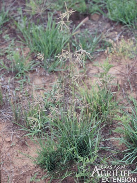 Hooded windmillgrass