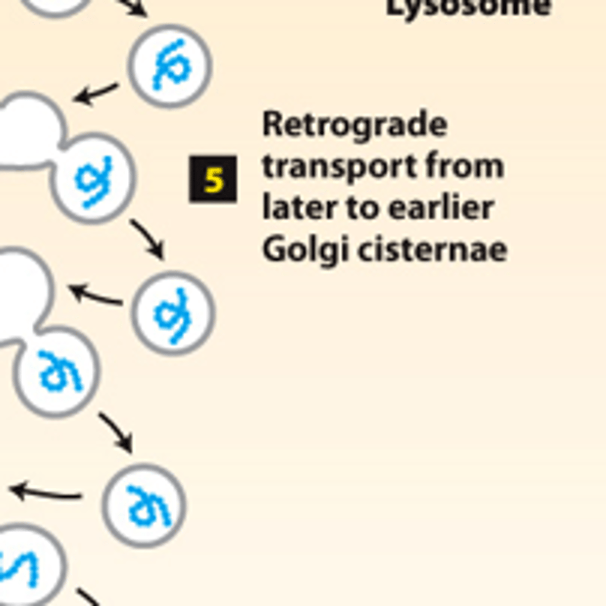 <p>secretory pathway, protein trafficking (stage 2): step 5--____________ ____________ vesicles move Golgi-resident proteins to the previous Golgi compartment</p>