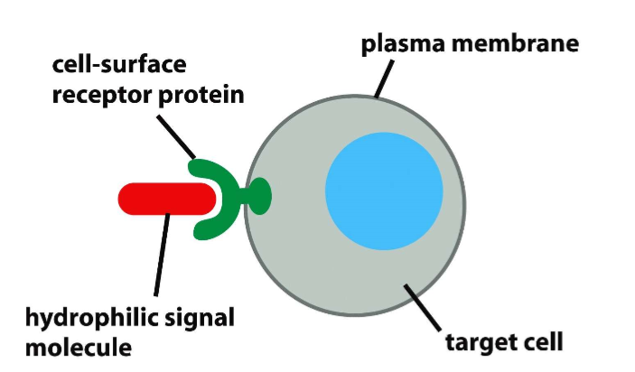 <ul><li><p>both are protein hormones</p></li><li><p>can’t cross plasma membranes, hydrophilic</p></li><li><p>growth hormone receptor has to recruit enzyme </p></li></ul><p></p>