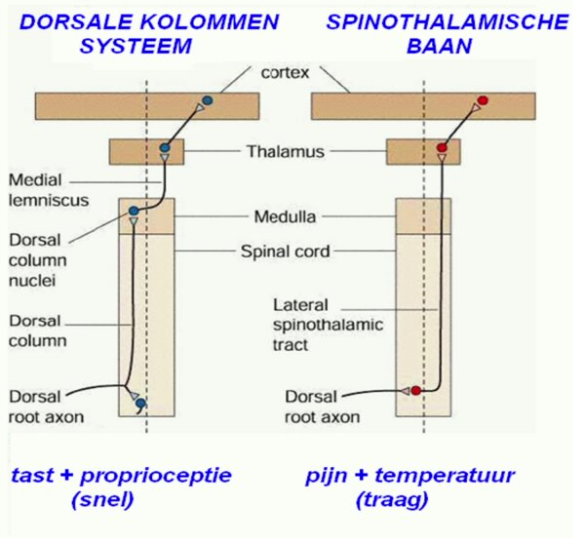 spinothalamische baan → pijn en temperatuur

dorsale kolommen systeem → tast en proprioceptie

Bij dorsale kolommen systeem schakelt de prikkel pas over naar de andere kant in de medulla, terwijl bij de spinothalamische baan dit gelijk gebeurt. 
