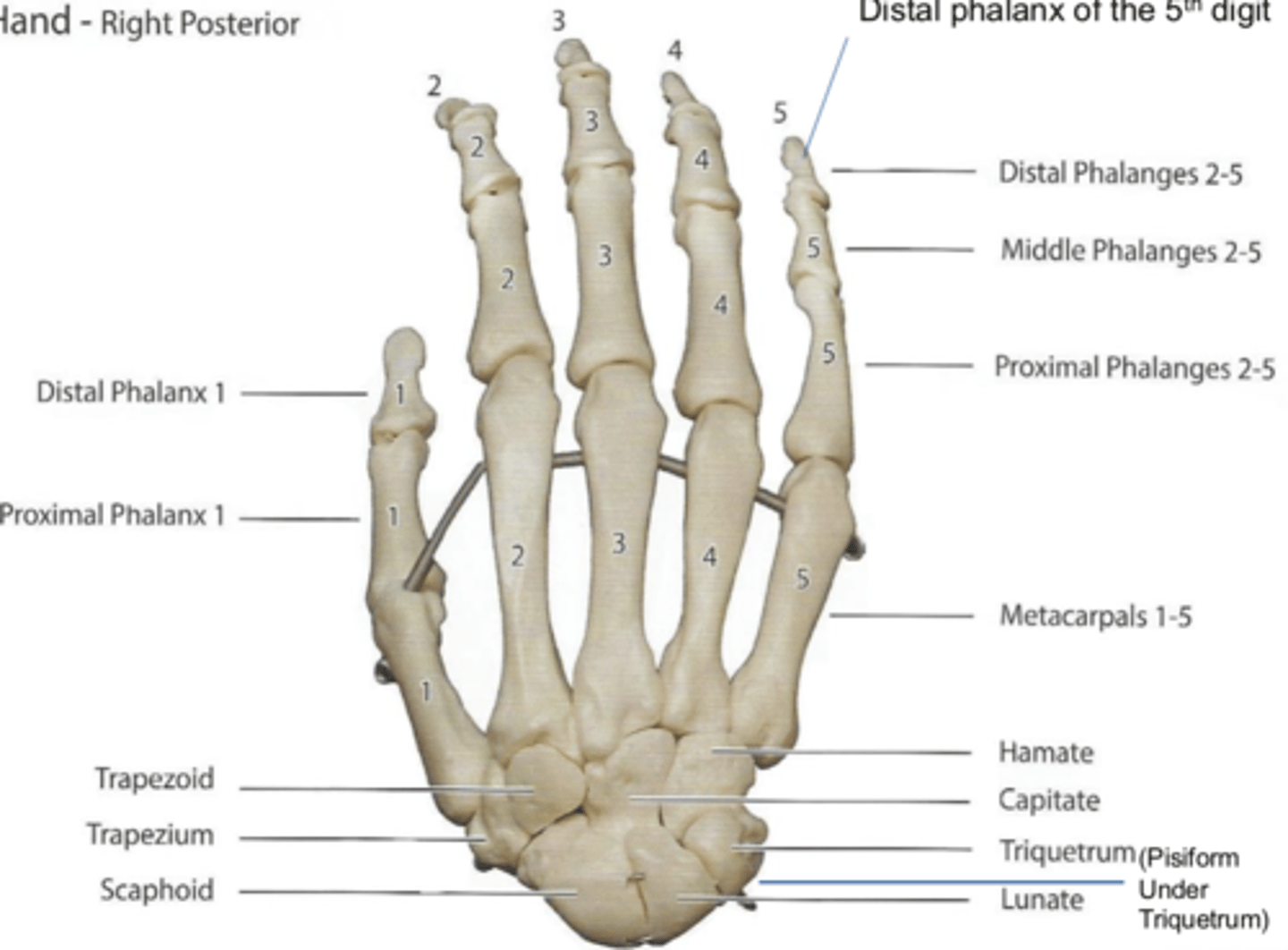 <p>know the distal phalanx of the 5th digit</p><p>and all the 5 metacarpals</p>