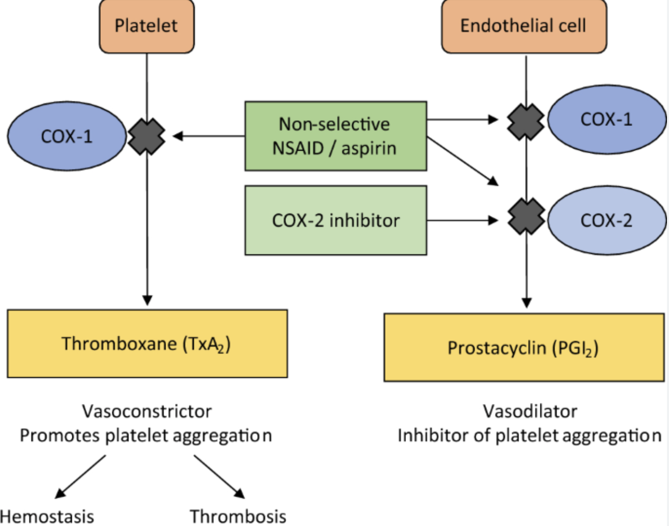<ul><li><p>COX2 (cyclooxygenase) inhibitors are a type of NSAIDs</p></li><li><p>NSAIDs are non-steroidal anti-inflammatory drugs</p></li><li><p>COX2 converts arachidonic acid into prostaglandin PGE2</p></li><li><p>PGE2 activate vlPOA in the HT to induce fever</p></li><li><p>PGE2 in other tissues induce pain and inflammation</p></li><li><p>COX2 inhibitors prevent that</p></li></ul><p></p>