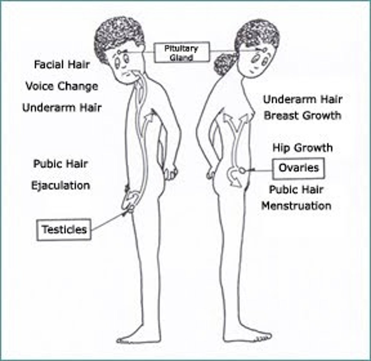 <p>the period of maturation during which a person becomes capable of reproducing</p>