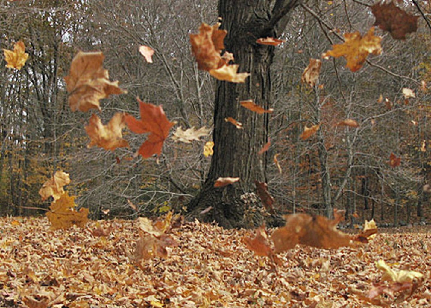 <p>The leaves are flying around everywhere in autumn.</p>