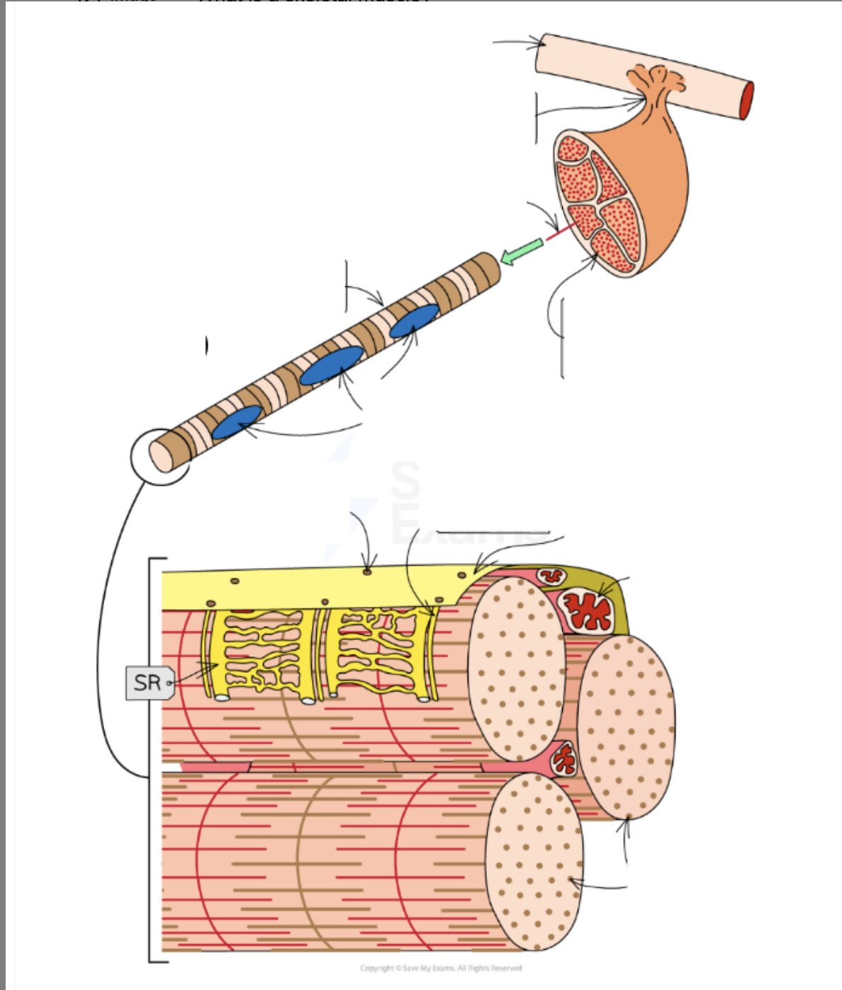 <p>Describe and label the gross and microscopic structure of a skeletal muscle </p>