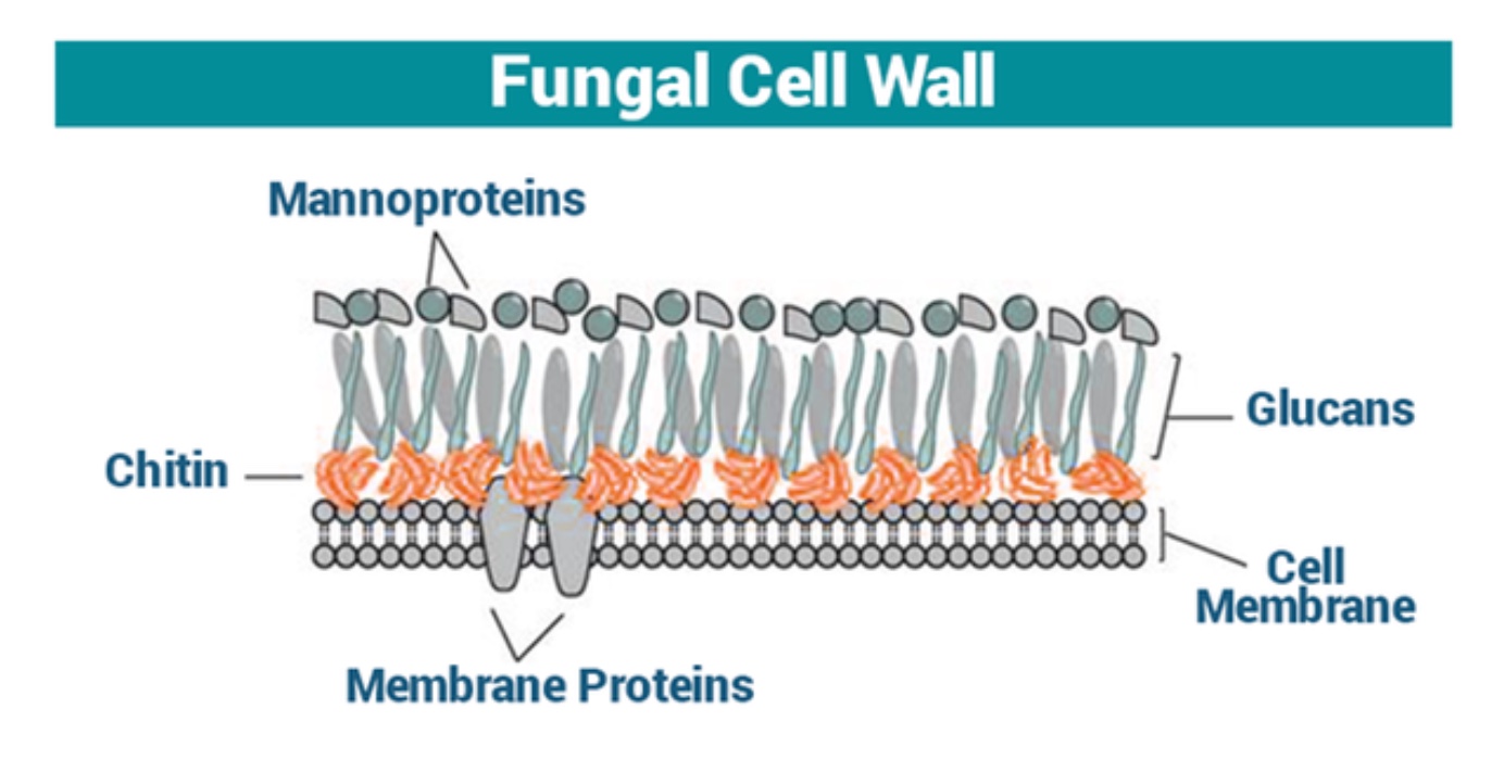 <p>an essential part of the carbohydrate skeleton of the fungal cell wall. similar to cellulose, but these are made of long chains of carbohydrates connected by a chemical bond. </p><p></p>