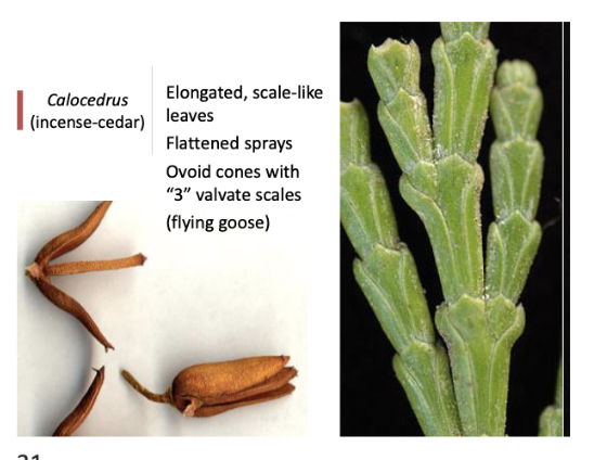 <p>Elongated and scale like leaves. flattened sprays, ovate cones</p>
