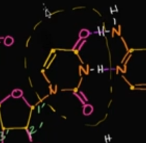 <p>Uracil just doesn’t have the methyl group that thymine once had. <br><br>Look at the image! That shows uracil. If there was a line (methyl group) where that cursor was, then it’d be thymine!</p>