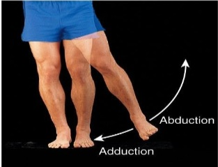 <p><span>Movement of a bone towards the midline. Angular.</span></p>
