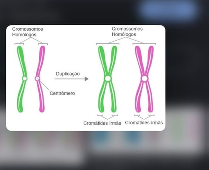 <p>c) 2 cromossomas e 4 cromatídeos.</p>