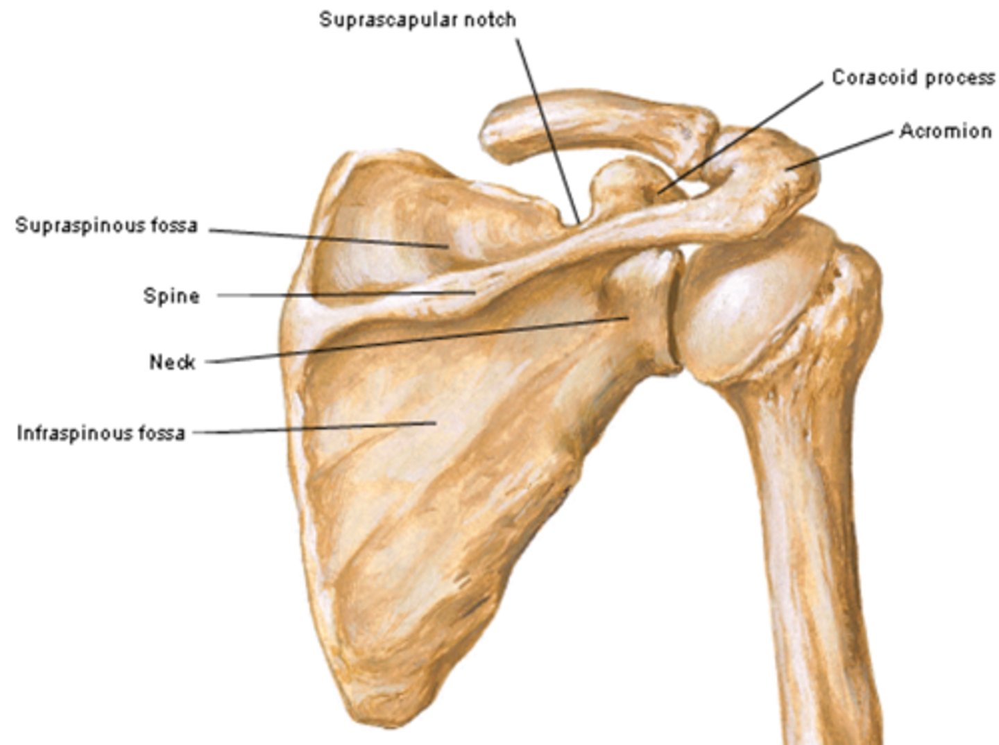 <p>ridge of bone that divides posterior surface in two fossae</p>