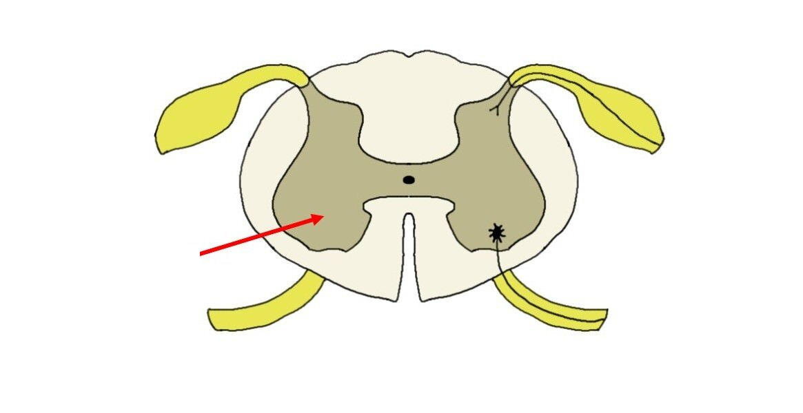 <p>What is this feature? is it sensory or motor?</p>