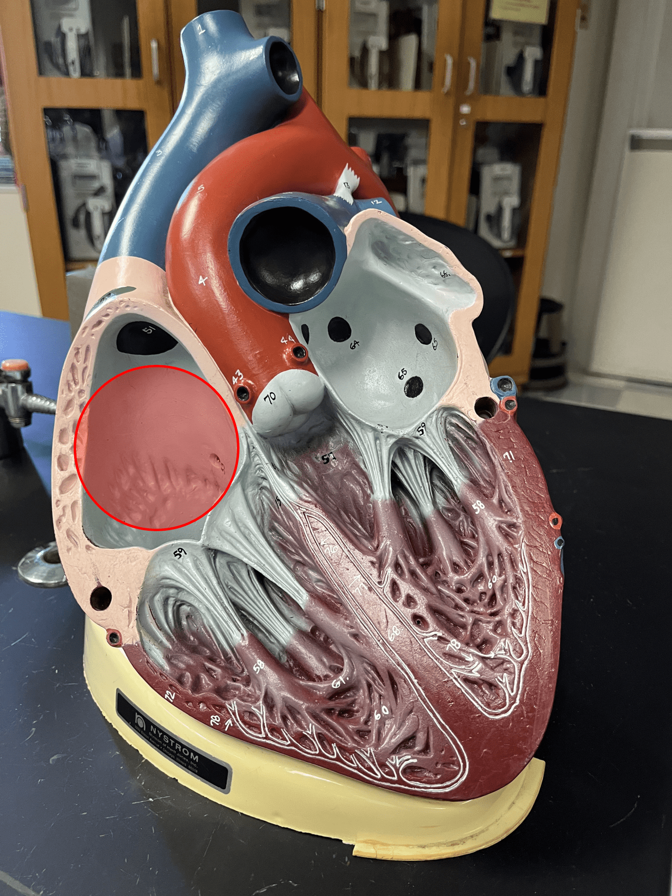 • The superior, right chamber of the heart.

• Receives deoxygenated blood from the inferior and superior venae cavae. 

• Pumps blood to the right ventricle.
