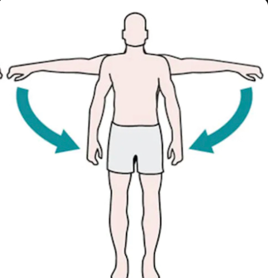 Bringing a muscle or appendage back to the body. 