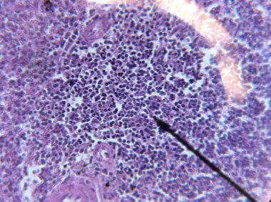 <p>what kind tissue is this? </p>