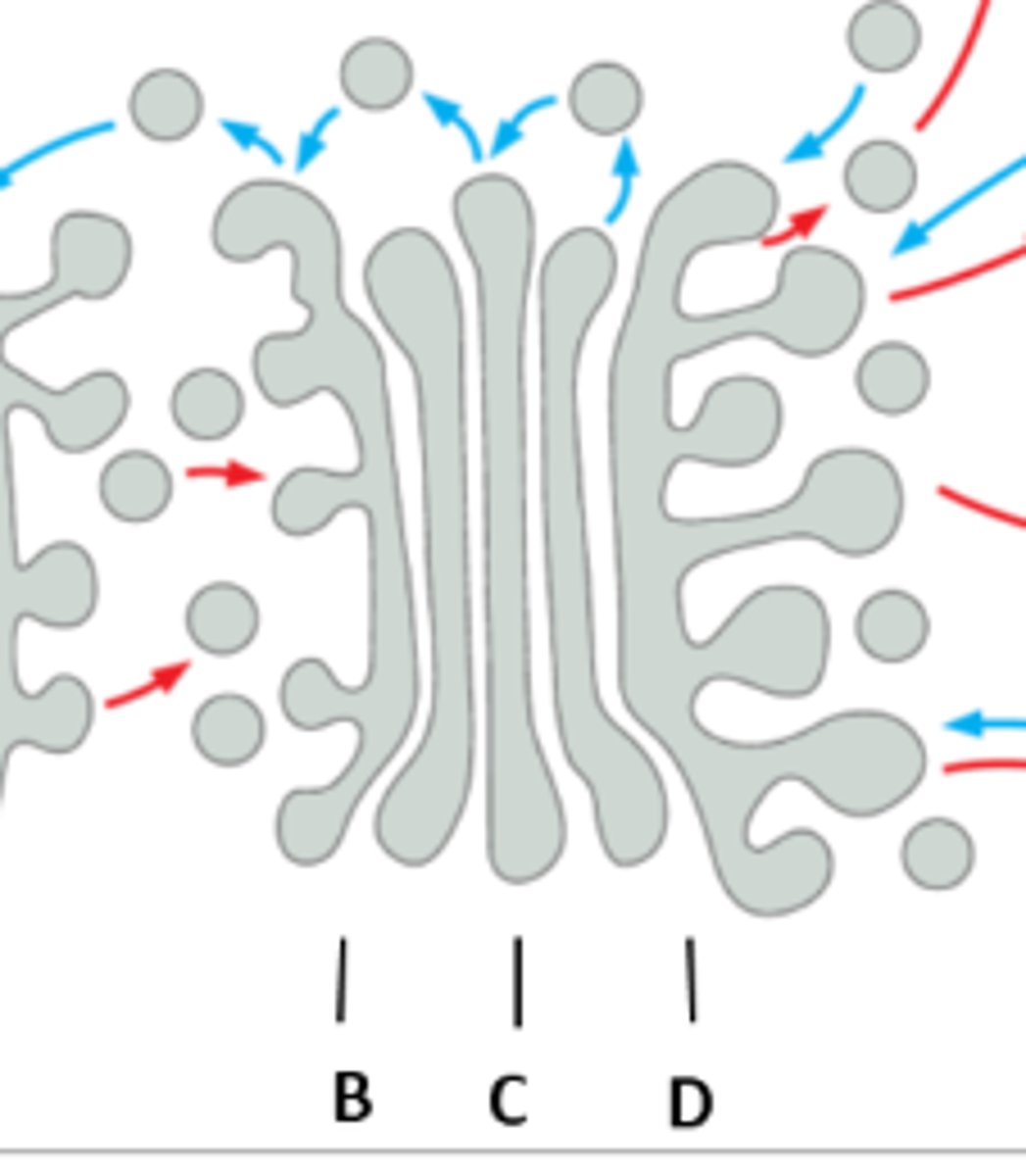 <p>b= cis</p><p>c= medial d: trans</p>