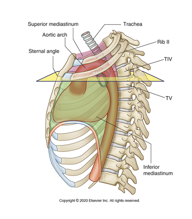 <p><span><span>A horizontal plane can be drawn from the sternal angle to the level between T4 and T5, as shown on the diagram below.</span></span></p><ul><li><p><span><span>This is imaginary line is known as the thoracic plane.&nbsp;</span></span></p></li></ul><p></p>