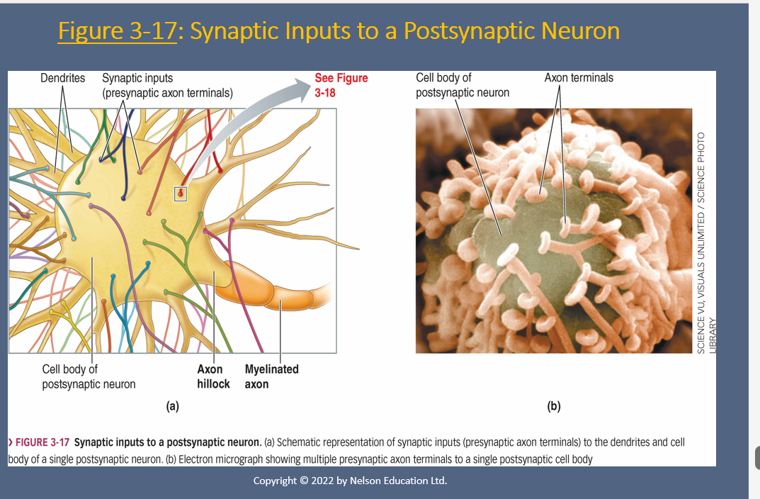 <p><strong>Functional anatomy of chemical synapses</strong></p>