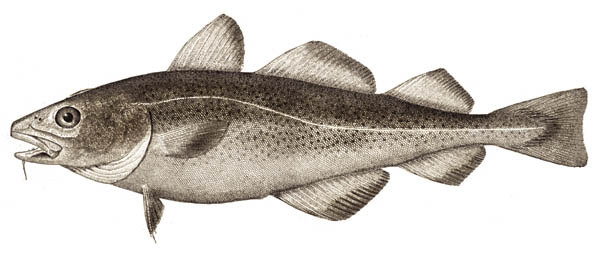 <p>Cod (Pacific cod)</p><ul><li><p>elongate</p></li><li><p>3 dorsal fins, 2 anal fins</p></li><li><p>thoracic pelvic fins</p></li><li><p>barbels on chin (chemosensory)</p></li><li><p>sub terminal mouth</p></li></ul><p></p>