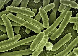 <p>False, lactobacillus acidophilus is common in the female urogenital flora and it DOESNT CAUSE DISEASE. </p>