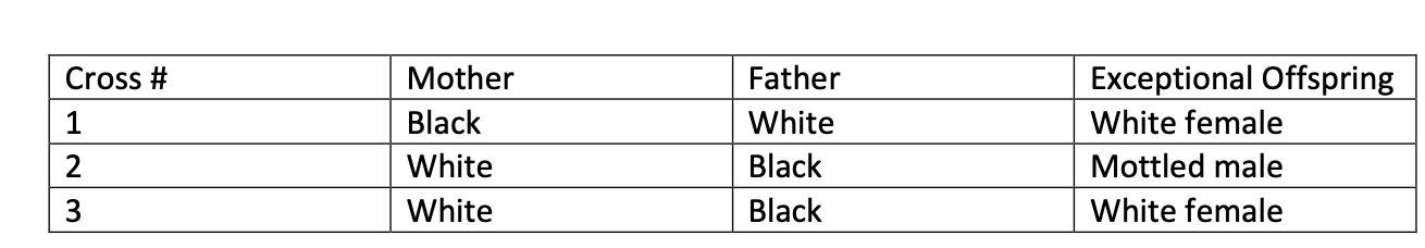 <p><span> </span>Unicorns are typical diploid eukaryotes with a sex determination mechanism like that of</p><p class="p1">humans. An X-linked gene with two alleles (B and b) determines coat color in unicorns B/B</p><p class="p1">females and B/Y males are black; b/b females and b/Y males are white; B/b females are mottled black and white (i.e., black and white patches).</p><p class="p1"><mark data-color="green" style="background-color: green; color: inherit;">(a) Why are the heterozygous females mottled?</mark></p><p class="p1">The following three crosses each produce a baby unicorn with an unexpected coat color. In</p><p class="p1">each case, the exceptional offspring can be explained by invoking nondisjunction in one of the</p><p class="p1">parents.<br><br><mark data-color="green" style="background-color: green; color: inherit;"><br>(b) For each cross, determine the genotypes of the mother, the father, and the exceptional</mark></p><p class="p1"><mark data-color="green" style="background-color: green; color: inherit;">child, using the allele notations given above. Also determine the parent in which nondisjunction</mark></p><p class="p1"><mark data-color="green" style="background-color: green; color: inherit;">must have occurred and the meiotic division(s) at which it could have happened.</mark></p>
