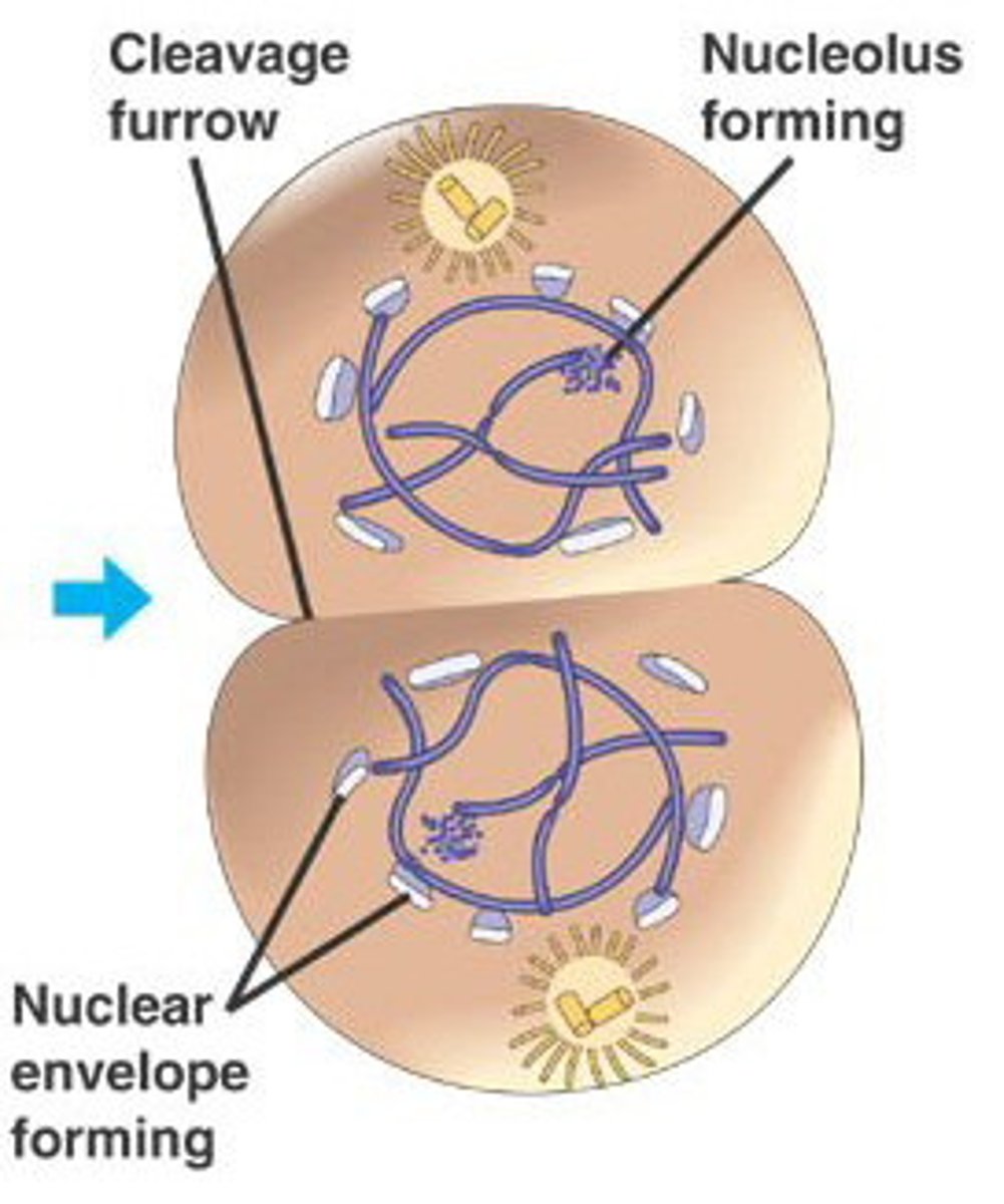 <p>Phase of mitosis in which a nuclear membrane reforms around each new set of chromosomes.</p>