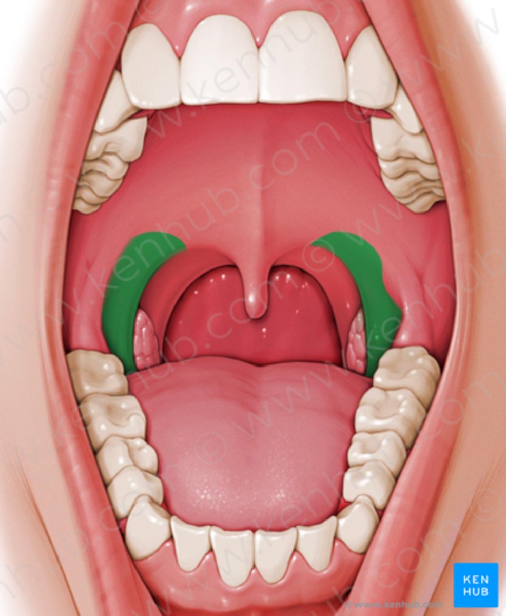 <p>Same as Glossopalatine</p><p>- Name is reversed to emphasize that palate is fixed instead of tongue</p><p>Insertion</p><p>- Sides of tongue</p><p>Course</p><p>- Superior</p><p>Origin</p><p>- Lower surface of palatal aponeurosis, interdigitating with opposite fibers</p><p>Action - may exert upward pull on tongue if velum anchored</p>