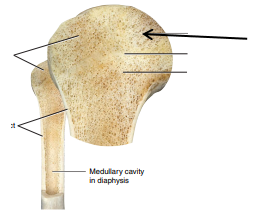 <p>State which part of the humerus is being pointed out.</p>