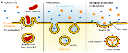 <p>cell intaking materials</p><ul><li><p>pinocytosis (fluid with solutes; “cell drinking)</p></li><li><p>phagocytosis (large solids; “cell eating”)</p></li><li><p>receptor mediated endocytosis (molecules based off ligand)</p></li></ul><p></p>