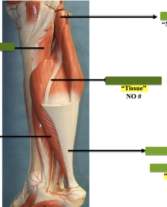 <p>Label tissue no# </p>