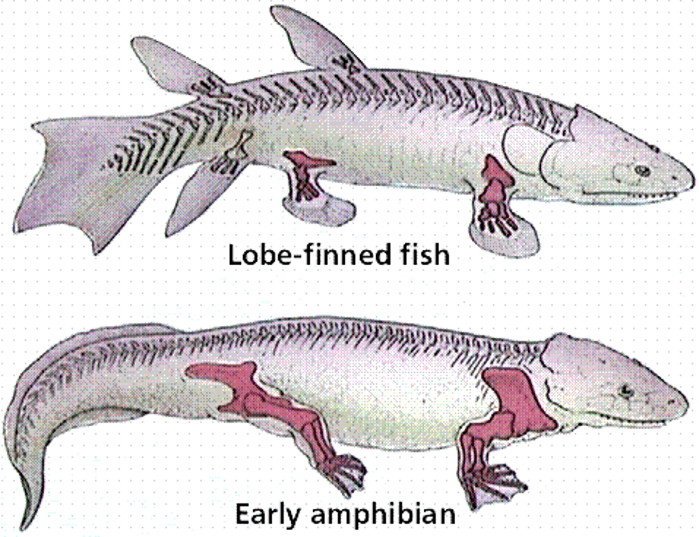 <p>lobe-finned fish</p><p>-fleshy, lobed, paired fins, connected to body by a single bone</p><p>-coelacanth has essentially not evolved from it's ancient form, and is regarded as a living fossil</p>