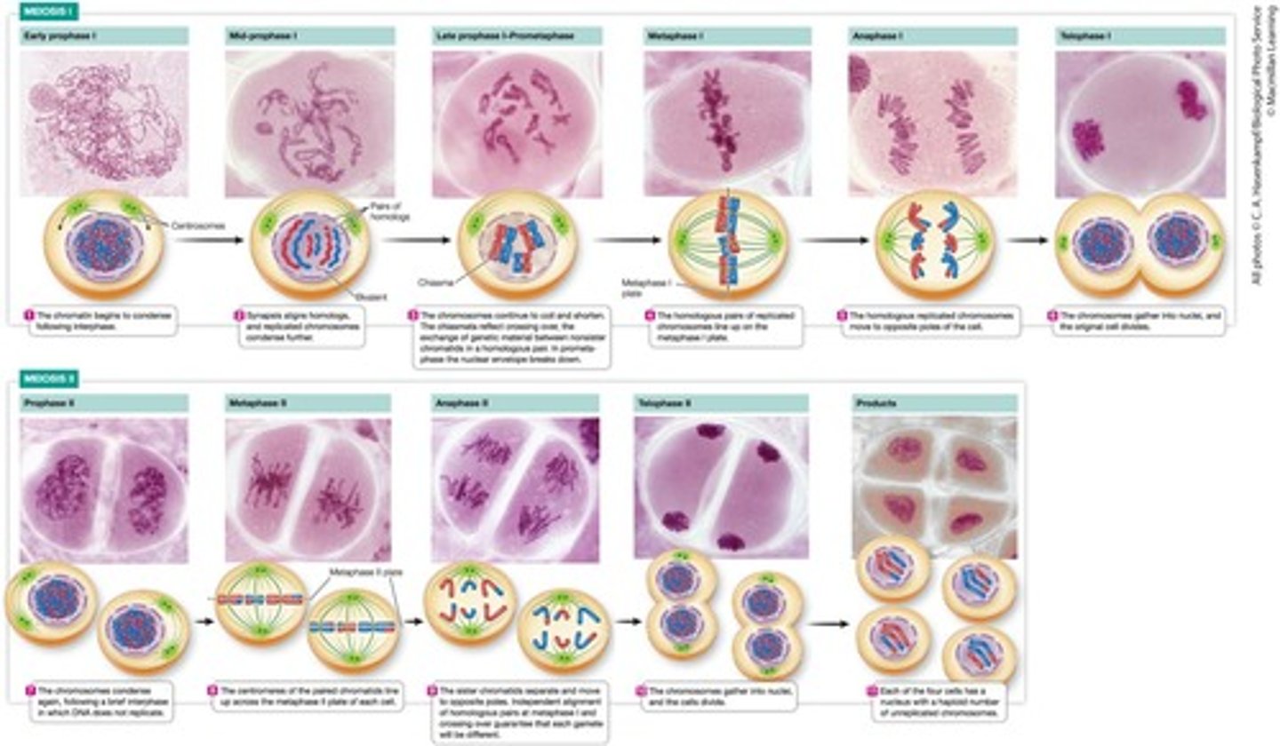 <p>The failure of homologous chromosomes or sister chromatids to separate properly during cell division.</p>