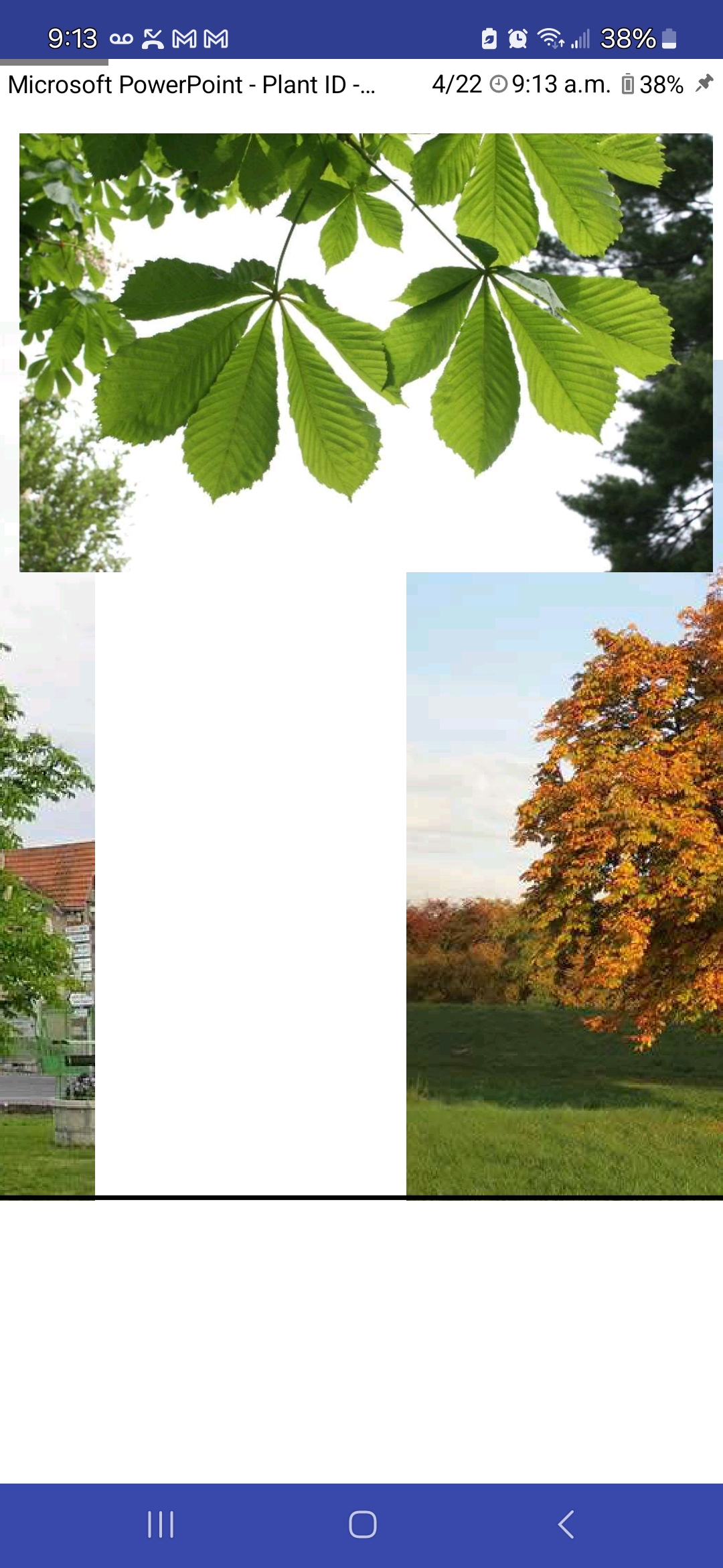<p>Horse chestnut</p>