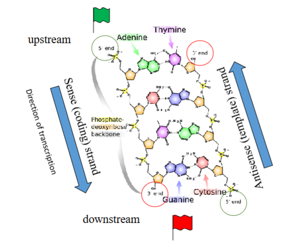 <p>Sense (coding) strand: Same sequence as the mRNA (except T → U). It runs 5’ → 3’ downstream.</p><p>Antisense (template) strand: The strand actually used by RNA polymerase to synthesize mRNA. It runs 3’ → 5’ upstream.</p><p>Transcription occurs in the 5′ → 3′ direction, moving downstream.</p>