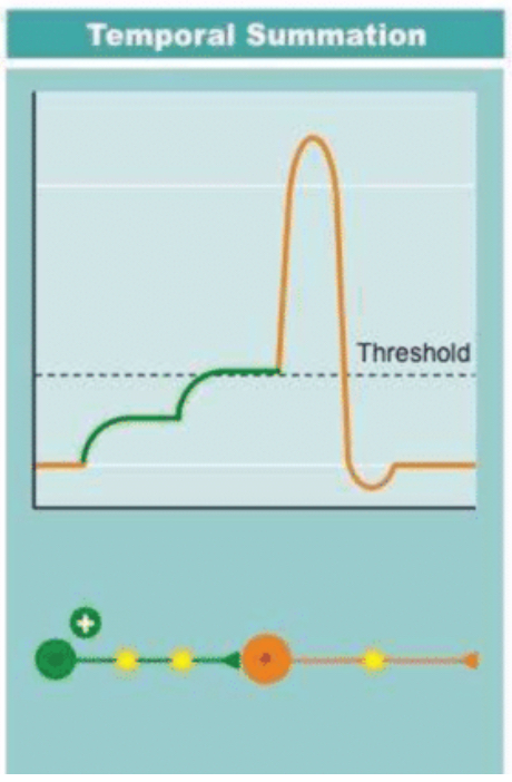 <p>Tap salt shaker twice</p><p>Multiple action potentials from one source</p>