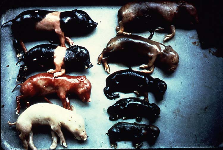 <p>How many mummified feti are in this photo?&nbsp; (Dr. Alcaraz used this photo during pathology rounds and a lot of people guessed incorrectly, so it may make an appearance on our exam)</p>