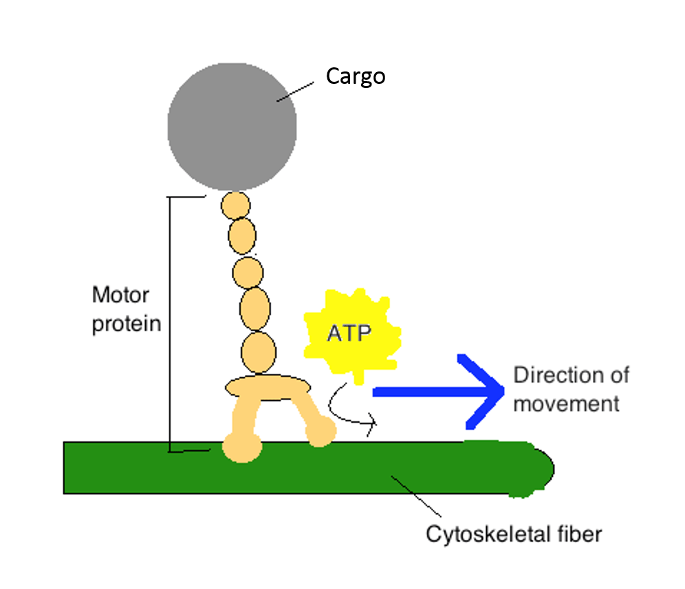 <p>Protein such as myosin or kinesin that uses energy derived from the hydrolysis of a tightly bound ATP molecule to propel itself along a protein filament or other polymeric molecule.</p><ul><li><p>Use <strong>ATP hydrolysis</strong></p></li><li><p>Produce <strong>directed movement</strong> in cells</p></li></ul><p>motor proteins are also <strong>ATPases</strong>. A great deal of free energy is released when ATP is hydrolyzed, making it very unlikely that the protein will undergo the reverse shape change needed to move backward</p>