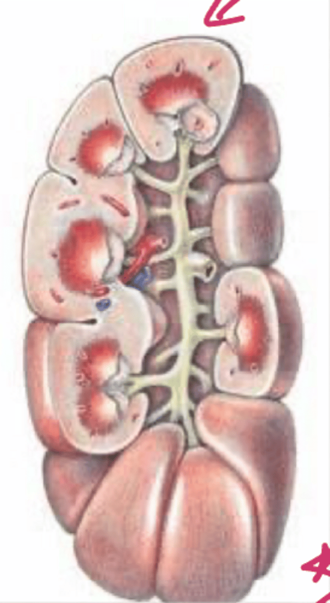 <p>the R kidney is elliptical shaped and more flattened w/ ____ faces</p>