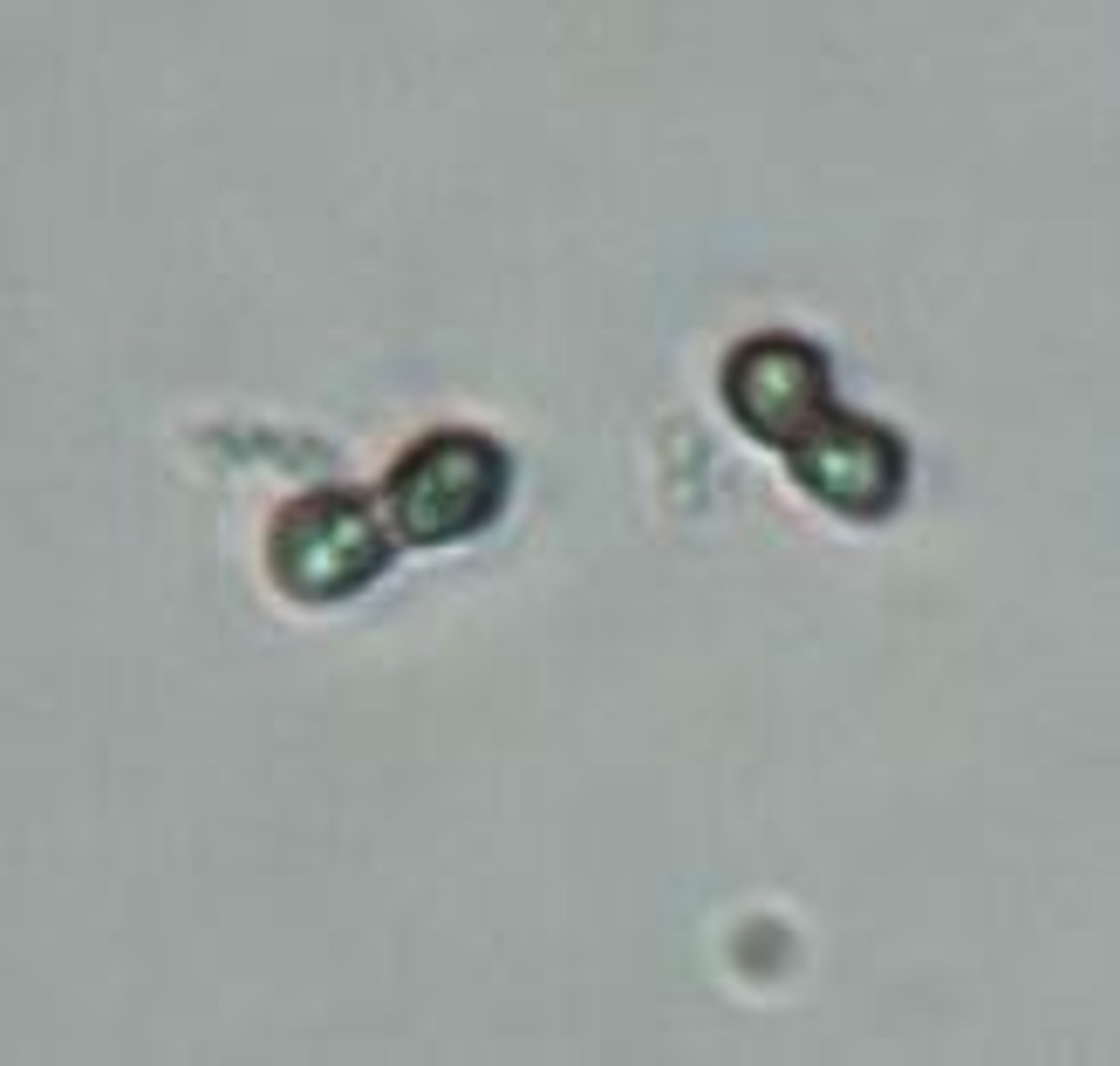 <p>Motile with 4 'flitting' flagella, varying shapes, observed under Brightfield at 40x.</p>