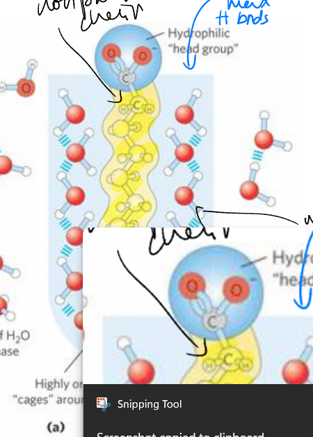 <p>ordered cage molecules around a guest molecule</p><p>guest molecule hydrophobic </p><p>higher entropic cost </p><p>enthalpy mildly unfavored because not maximizing H bonds </p>