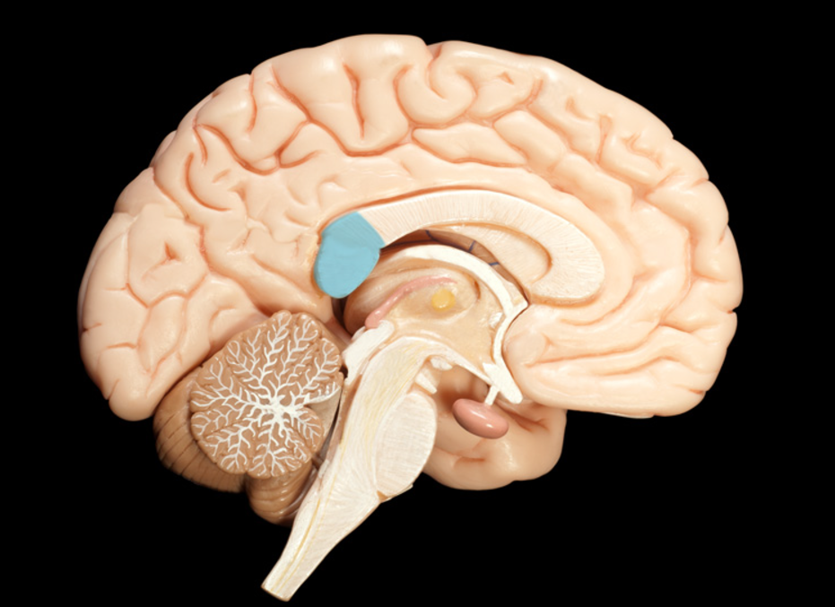<p>what is the stopping point of the corpus callosum</p>