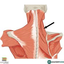 <ol><li><p>identify this muscle,</p></li></ol><p>2. its origin(s),</p><p>3. its insertion(s),</p><ol start="4"><li><p>action(s)</p></li></ol><p></p>