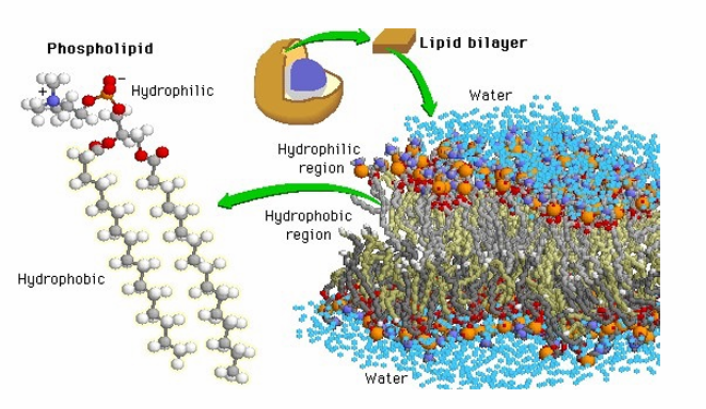 <ul><li><p>A diglyceride has two fatty acids (long hydrocarbon chains with a carboxyl group) linked to glycerol.</p></li><li><p>A phosphate group attaches to the third –OH of glycerol, forming a phospholipid, which often has additional charged groups on the phosphate.</p></li><li><p>The fatty acid tails are hydrophobic (water-insoluble), while the phosphate head is hydrophilic (water-soluble).</p></li><li><p>Because of this, phospholipids spontaneously form bilayers in water — their hydrophobic cores face inward and hydrophilic surfaces face outward, creating the lowest free-energy configuration.</p></li></ul><p></p>