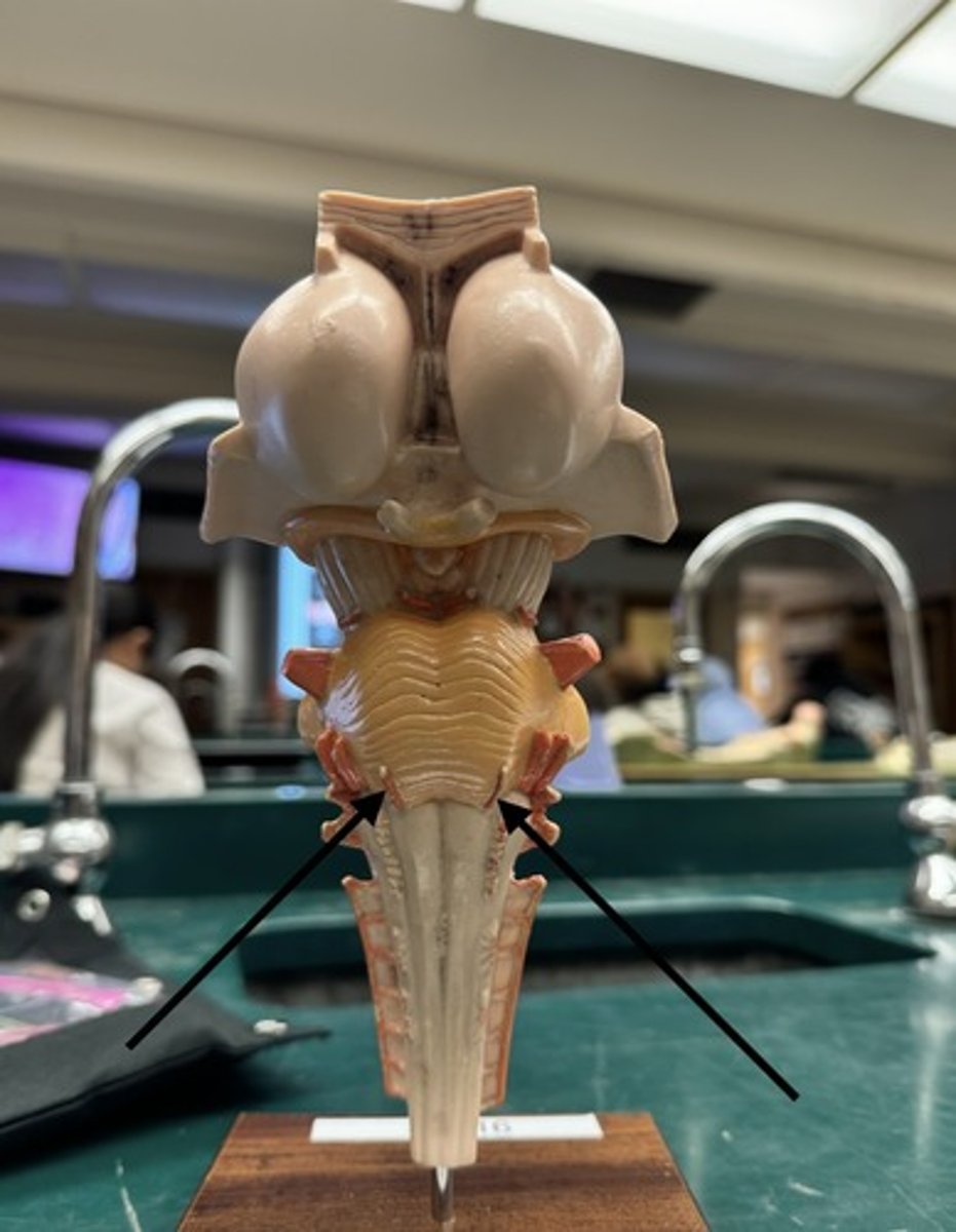 <p>identify arrow</p>