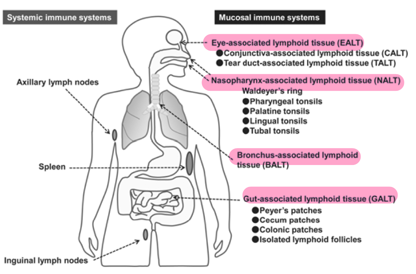 <p>first line defense to identify and respond to a patogen before it gets into lymphatic circulation</p>