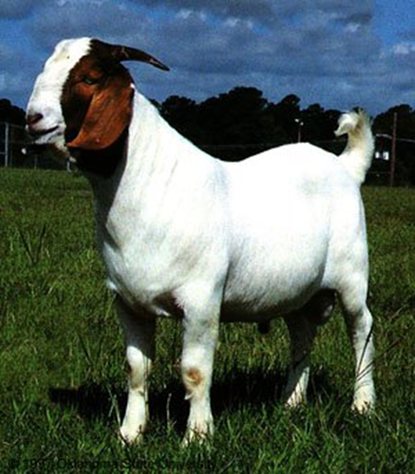 <ul><li><p>horned breed with lop ears and showing a variety of color patterns</p></li><li><p>low maintenance animal that has sufficient milk to rear a kid that is early maturing</p></li></ul><p></p>