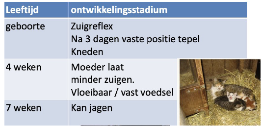 <p>juveniel : Socialisatie</p><p>■ Week 2 tot en met week 8-10</p><p>■ Als in die hele periode veel positief humaan contact dan accepteren ze dat later ook en kunnen fijne huiskatten worden</p><p>■ Idem voor contact met andere huisdieren/dieren</p><p>■ Indien niet gesocialiseerd aan mensen voor week 16</p><p>● Lange tijd nodig om aan mensen te wennen</p><p>● Minder interactie met mensen</p>