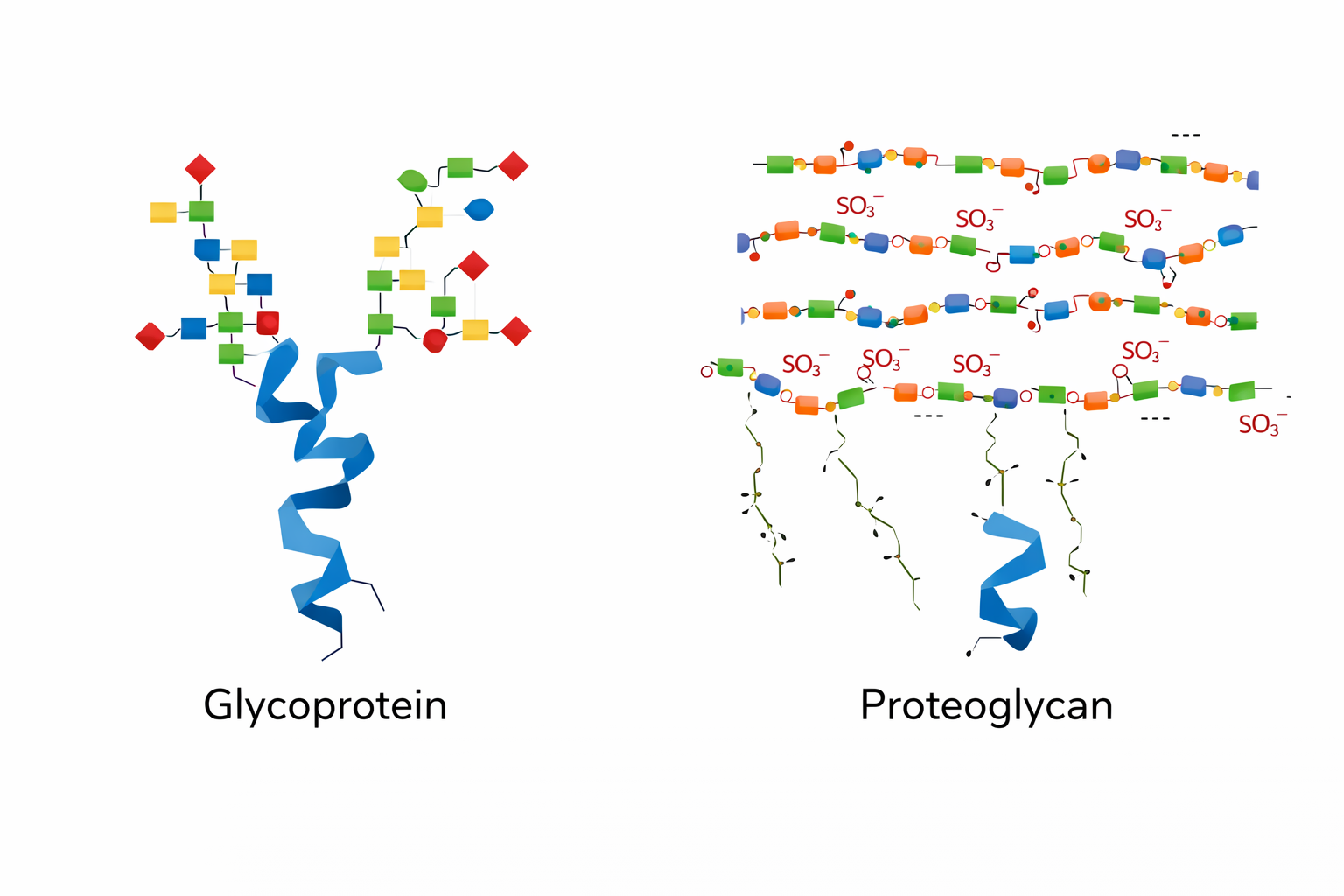<p>Glycoproteins are mostly protein with short, branched carbohydrates; proteoglycans are mostly carbohydrate with long glycosaminoglycan (GAG) chains attached to a small protein core.</p>
